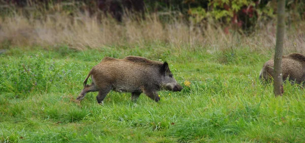 Boar on the green meadow. Wild animal in natural environment.