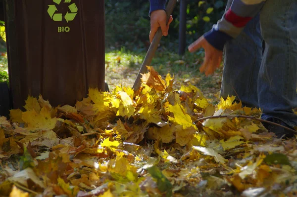 Jesienna Kolekcja Liści Ogrodzie Facet Czyści Park Wyrzuca Kosza Śmieci — Zdjęcie stockowe