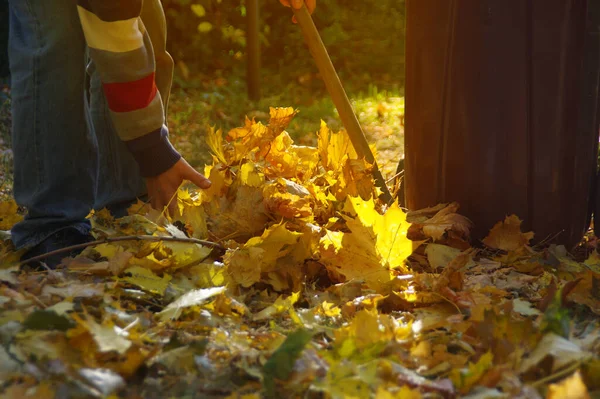 Jesienna Kolekcja Liści Ogrodzie Facet Czyści Park Wyrzuca Kosza Śmieci — Zdjęcie stockowe