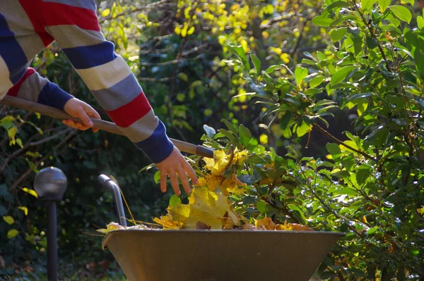 Pulizia Delle Foglie Autunnali Giardino Uomo Rastrella Foglie Nel Parco — Foto Stock