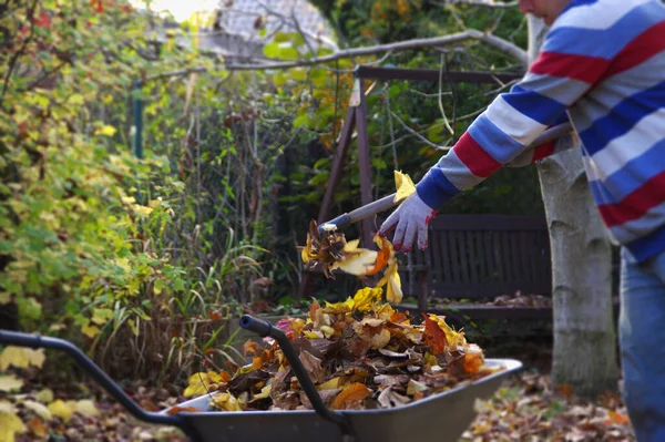 Autunno Rastrellamento Foglie Giardino Pulizia Giardino — Foto Stock