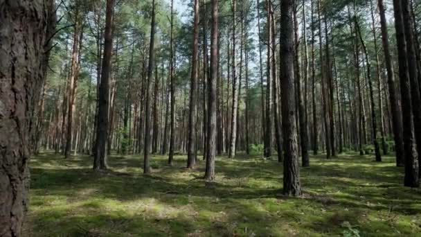 Borový lesní průchod lesem se stromy a mechem. Slunečný den — Stock video