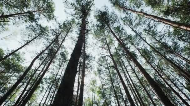 Kiefernwald von unten in den Himmel, bewege die Zukunft — Stockvideo