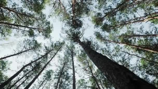 Tallskog underifrån till himlen, flytta skott — Stockvideo