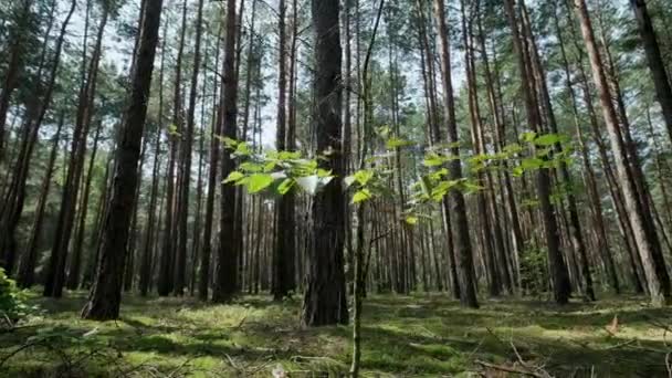 木々や苔で森の中を松の森の通路。カメラを動かす — ストック動画