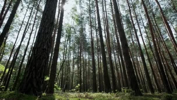 Сосновий ліс проходить через ліс з деревами і мохом. Пересунути знімок камери — стокове відео