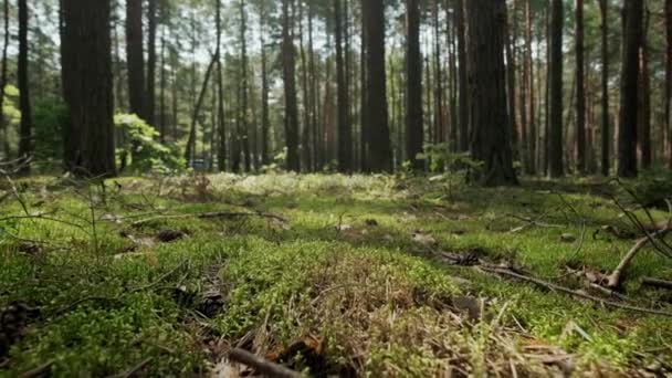 松树林带着树和苔藓穿过森林.移动相机融合 — 图库视频影像