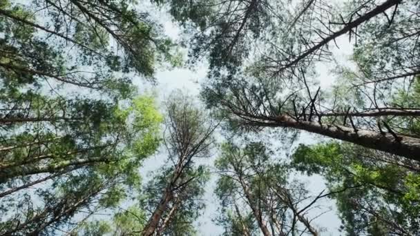 Floresta de pinheiro de baixo para o céu, girar câmera tiro — Vídeo de Stock