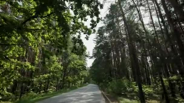 Автомобиль едет по дороге через сосновый лес — стоковое видео
