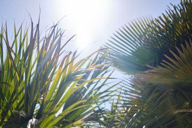 Gökyüzü arka planındaki Yaprak Palmiye ağaçlarının görüntüsünü kapat. Tropik, egzotik bir tatil. Yaz yolculuğu konsepti