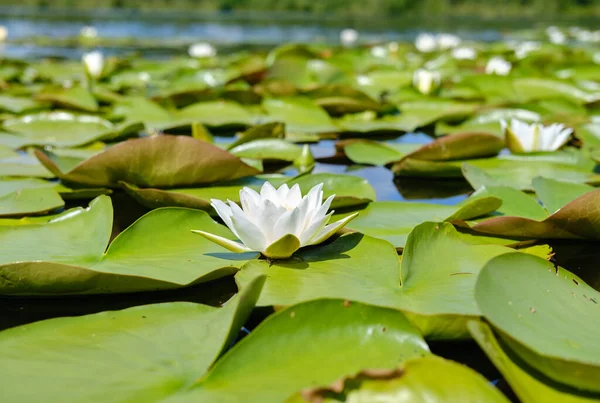 Primer plano de la ondulante flor blanca del nenúfar flotando en el lago Versión 4 — Foto de Stock