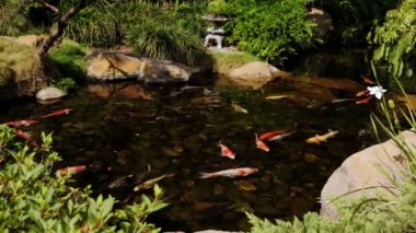 Parktaki küçük bir gölde yüzen Koi balıkları. Geniş gelecek.