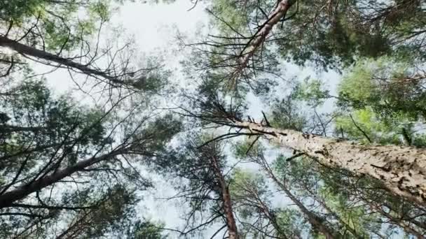 Aşağıdan gökyüzüne kadar uzanan çam ormanı, kamerayı döndürür. Kamerayı taşı — Stok video