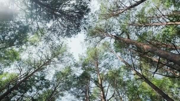 Aşağıdan Gökyüzüne Kadar Çam Ormanı Video Yüksek Kalite Görüntü — Stok video