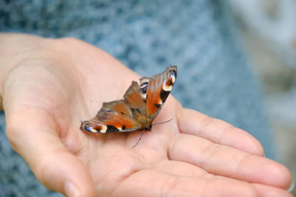 Close up vista de borboleta sentado na mão da mulher. — Fotografia de Stock