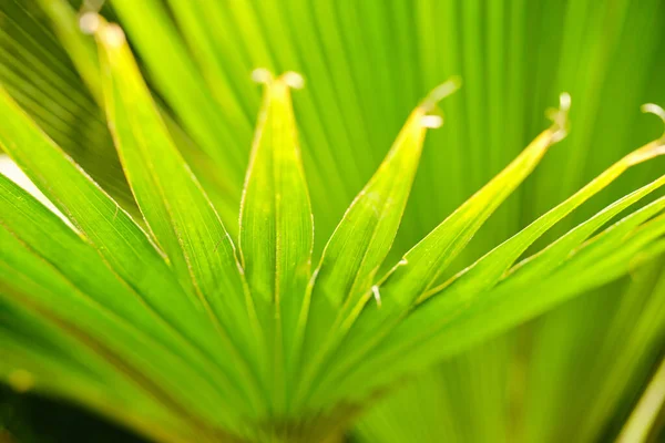 Verduras tropicais exóticas suculentas brilhantes na floresta da selva, luz solar na folha de palma. Fechar — Fotografia de Stock
