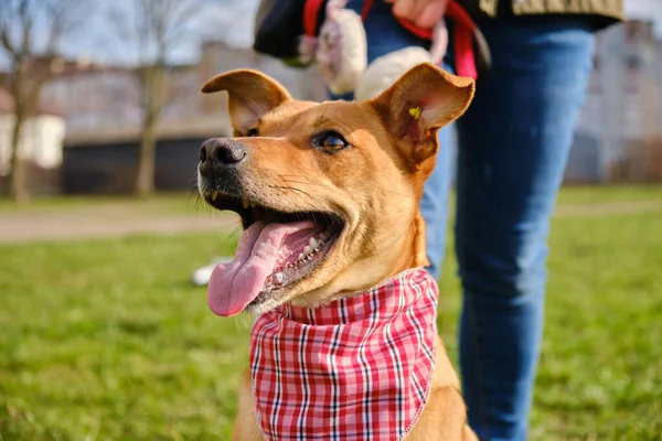 Hayvan portresi arkadaşı kızak köpek kızağı kameraya bakıyor...