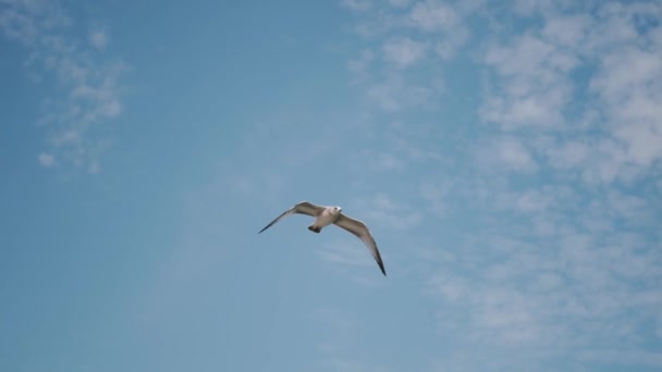 Vista de perto da gaivota está voando no céu azul, câmera lenta. — Vídeo de Stock