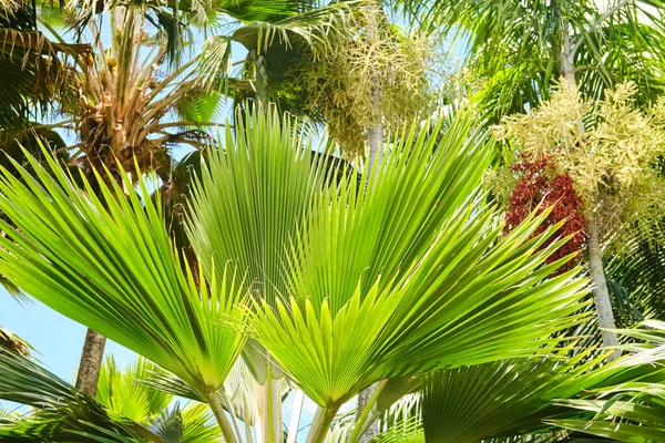 Verduras tropicais exóticas suculentas brilhantes na floresta da selva, luz solar na folha de palma. Fechar tiro — Fotografia de Stock