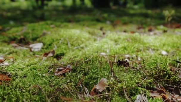 Tallskog utsikt genom skogen med träd och mossa. Flytta kameramaterial — Stockvideo