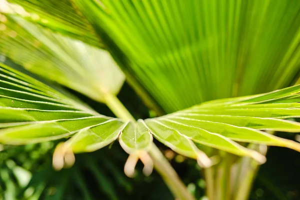 Jasne soczyste egzotyczne tropikalne zieleniny w lesie dżungli, światło słoneczne na liściu palmy. Widok z bliska — Zdjęcie stockowe