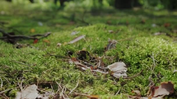 Närbild av tallskog utsikt genom skogen med träd och mossa. Flytta kameramaterial — Stockvideo