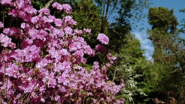 Grote struik met rode bloeiende bloemen in de tuin — Stockvideo