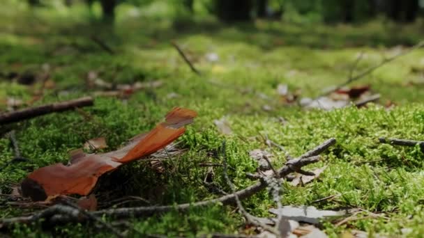 木々や苔で森の中の松林の景色を間近で見ることができます。映像を動かす — ストック動画