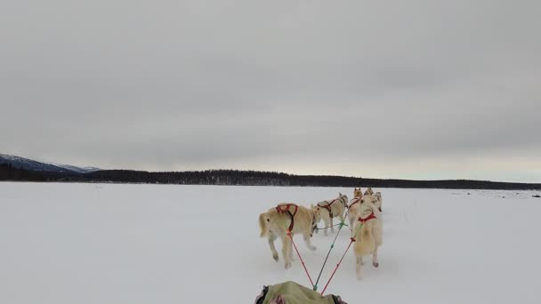 POV tampilan Husky Dogs Siberia aktivitas kereta luncur dalam perjalanan — Stok Video