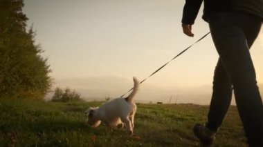 Park ormanında köpeğini gezdiren kadın ayakları. seyahat konsepti. Yavaş çekim