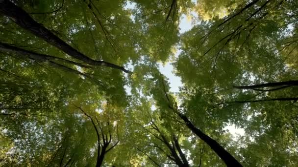 Vista de abajo hacia arriba del frondoso follaje verde de los árboles Caminando por el bosque — Vídeos de Stock