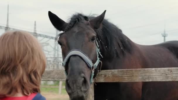 Brun häst i stallet på en hingstfarm Pojken matar en häst med morötter. Närbild — Stockvideo