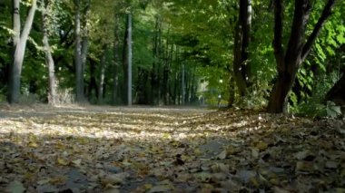 Yavaş hareket, mavi SUV kahverengi yapraklarla dolu bir yol boyunca sürüyor..