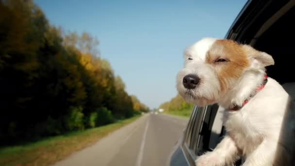Jack Russel Dog kidugta a fejét a kocsi ablakán. Lassú mozgás. — Stock videók