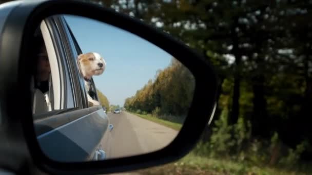 Blick durch den Spiegel Jack Russel Dog streckt den Kopf aus dem Autofenster. Zeitlupe — Stockvideo