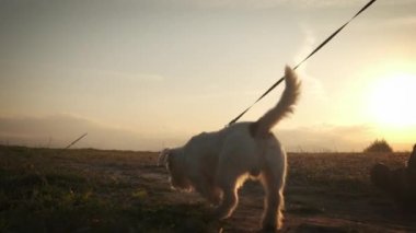 Park ormanında köpeğini gezdiren kadın ayakları. seyahat konsepti. Yavaş çekim.