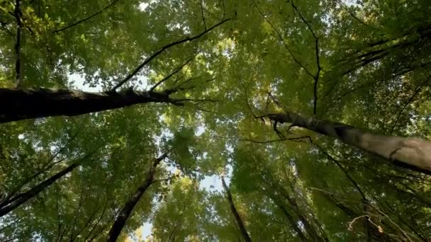 Onderaan het zicht. Weelderig groen blad van bomen Wandelen door het bos. Beweeg camera — Stockvideo