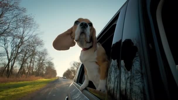 Um cão beagle curioso olha pela janela do carro, que atravessa uma pequena cidade. — Vídeo de Stock