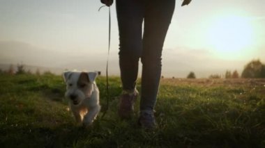Park ormanında köpeğini gezdiren kadın ayakları. seyahat konsepti. Yavaş çekim görünümü