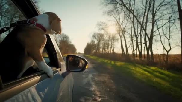 Beagle cão olha para fora da janela do carro, que monta na estrada — Vídeo de Stock