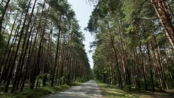 車のPOV広いビューは、パインの森を介して道路上に行きます . — ストック動画