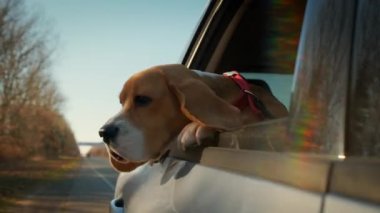 Beagle köpeği kırsal yolda giden arabanın camından dışarı bakar. 