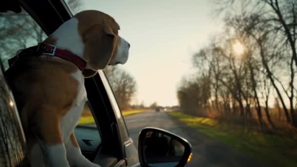 Beagle dog looks out the car window, which rides on road . Slow motion — Stock Video
