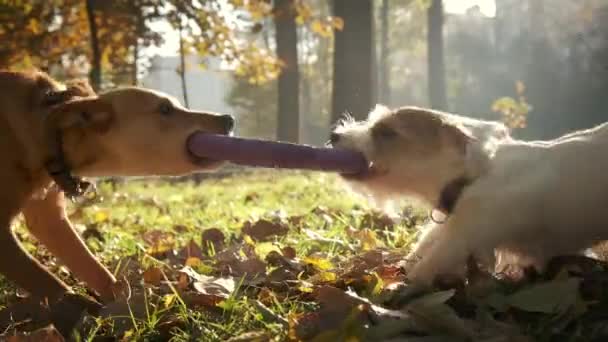 Doi câini trag unul de altul jucărie în parc în ziua însorită — Videoclip de stoc