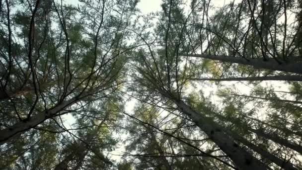Yeşil ormandaki çam ağaçlarının alt manzarası.. — Stok video