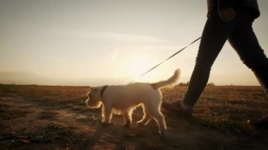 Kapatın. Park ormanında köpeğini gezdiren kadın ayakları. seyahat konsepti. Yavaş çekim.