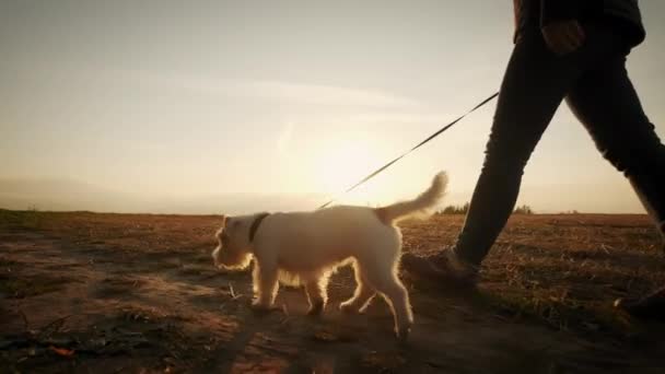 Tæt på. Kvindefødder, der går tur med hunden i parken. rejsekoncept. Langsom bevægelse skudt – Stock-video