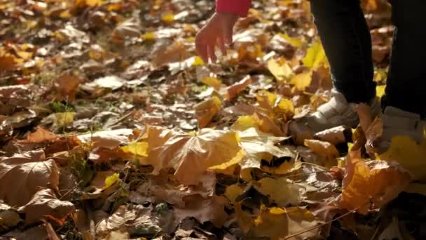 Dziewczynka podnosi żółte jesienne liście. Zamknij się. — Wideo stockowe