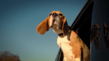 Meraklı bir av köpeği, küçük bir kasabadan geçen arabanın camından dışarı bakar. Yavaş çekim