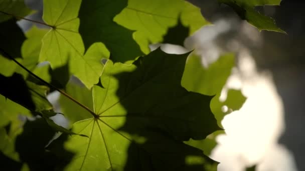 垂直秋にはカエデの木の枝に緑緑のカエデの葉のビューを閉じます. — ストック動画